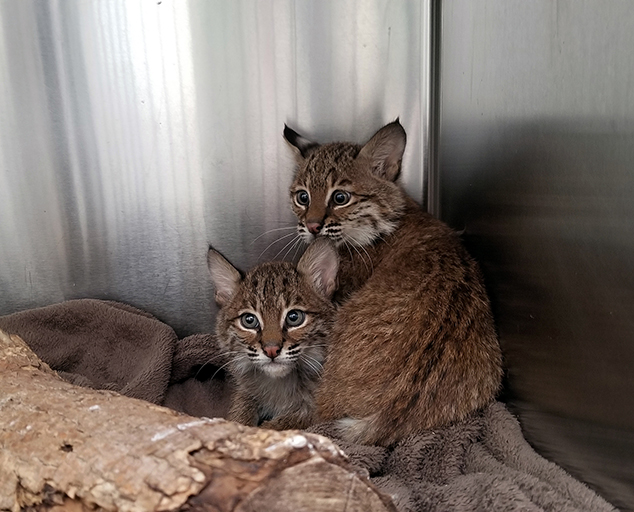 The Return Of Ohio's Bobcats | Lake Metroparks